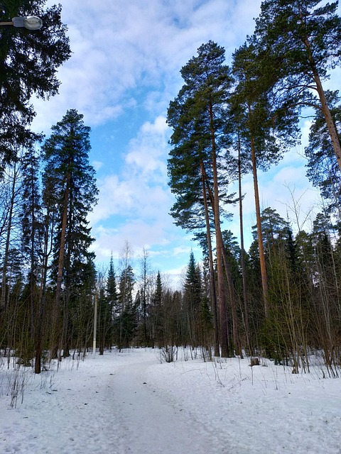 Invierno, Paisaje, Árboles, Carretera