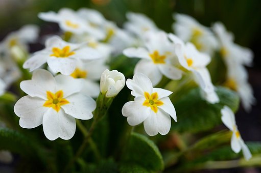 Flores, Hermosas Flores