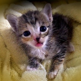 Free Little Cat Small photo and picture