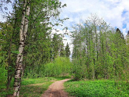 Naturaleza, Bosque, Árboles, El Parque