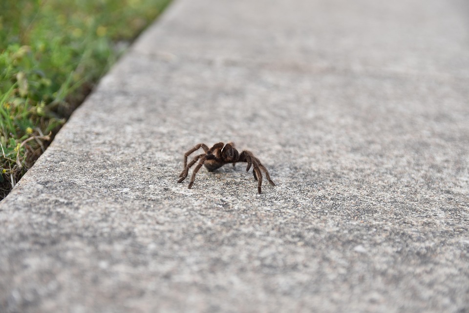 Spider Animal Insect - Free photo on Pixabay - Pixabay