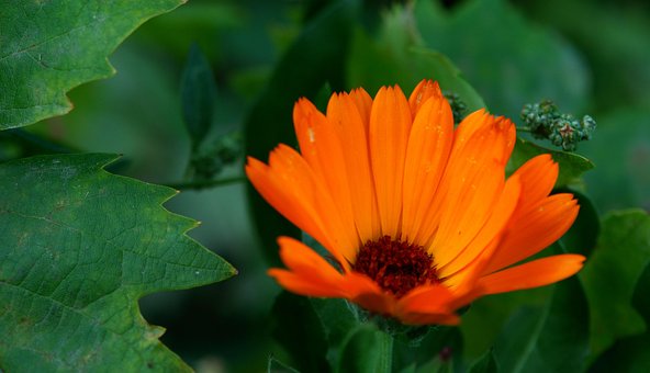 Free Flower Nature photo and picture