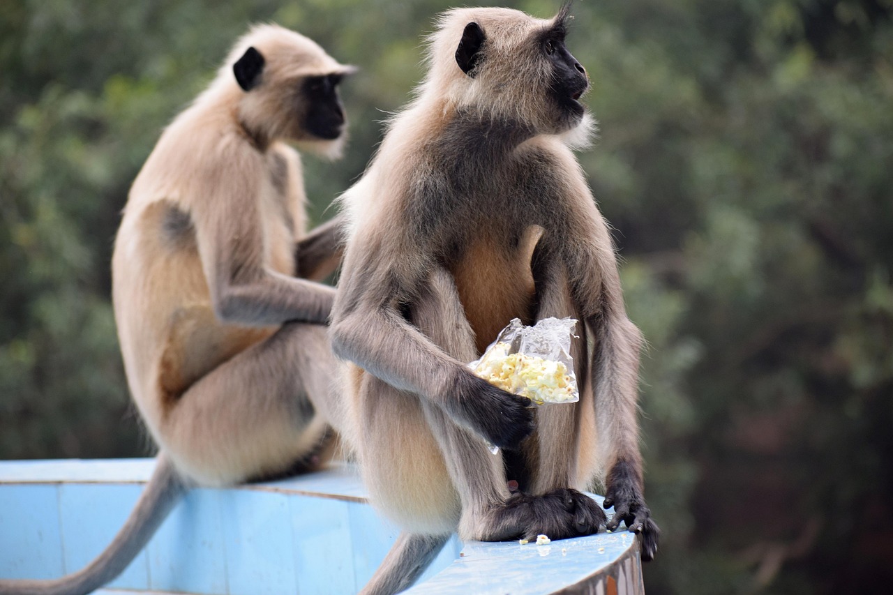 100+ Free Climbing Monkeys & Monkey Images Pixabay