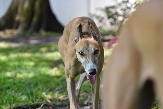 Free Greyhound Retired Racing Dog photo and picture