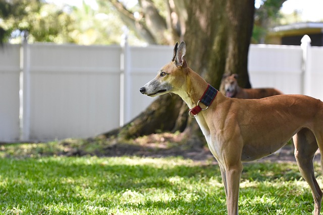Free Greyhound Retired Racing Dog photo and picture