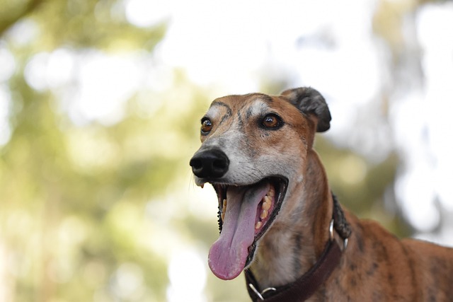 Free Greyhound Retired Racing Dog photo and picture