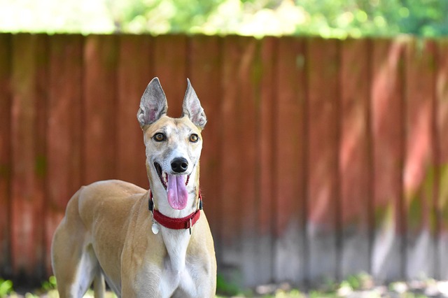 Free Greyhound Animal photo and picture