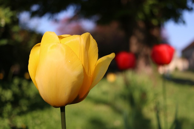 Free Tulip Flower photo and picture