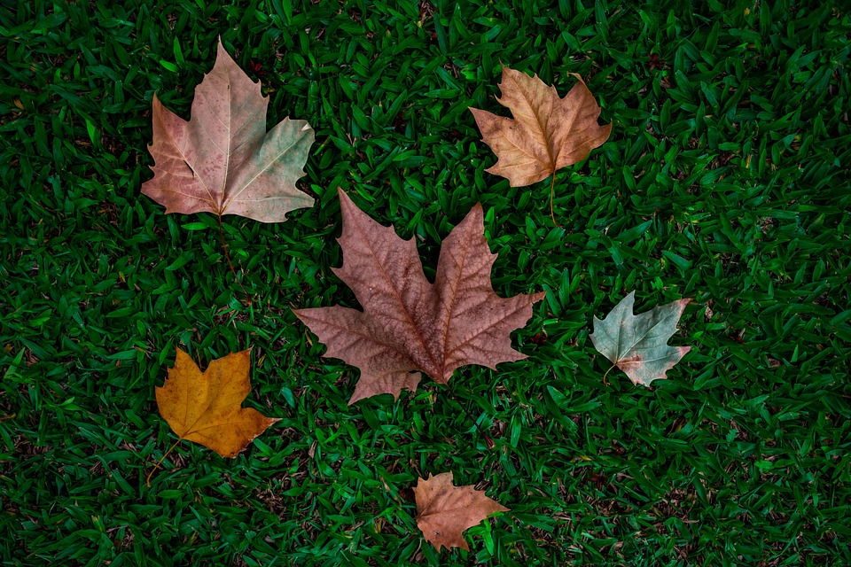 落下 秋天 树叶 - Pixabay上的免费照片 - Pixabay