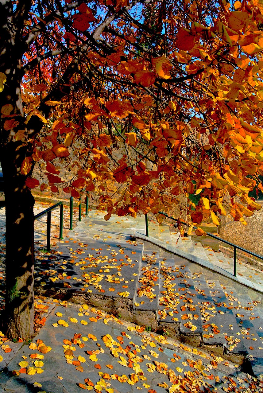 Bitmap Images Fall The Fall Of - Free photo on Pixabay - Pixabay