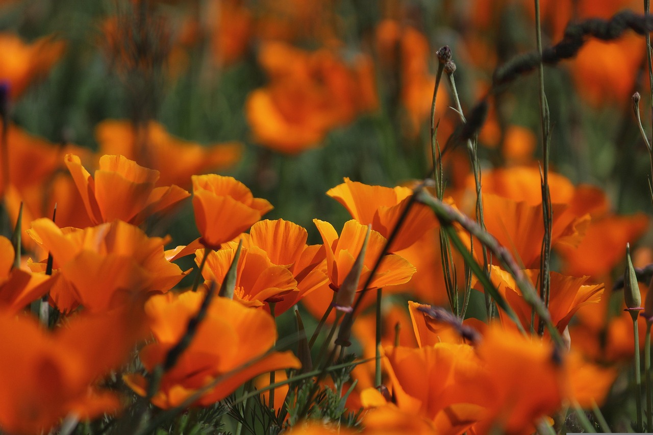 Flowers - free online jigsaw puzzle photo