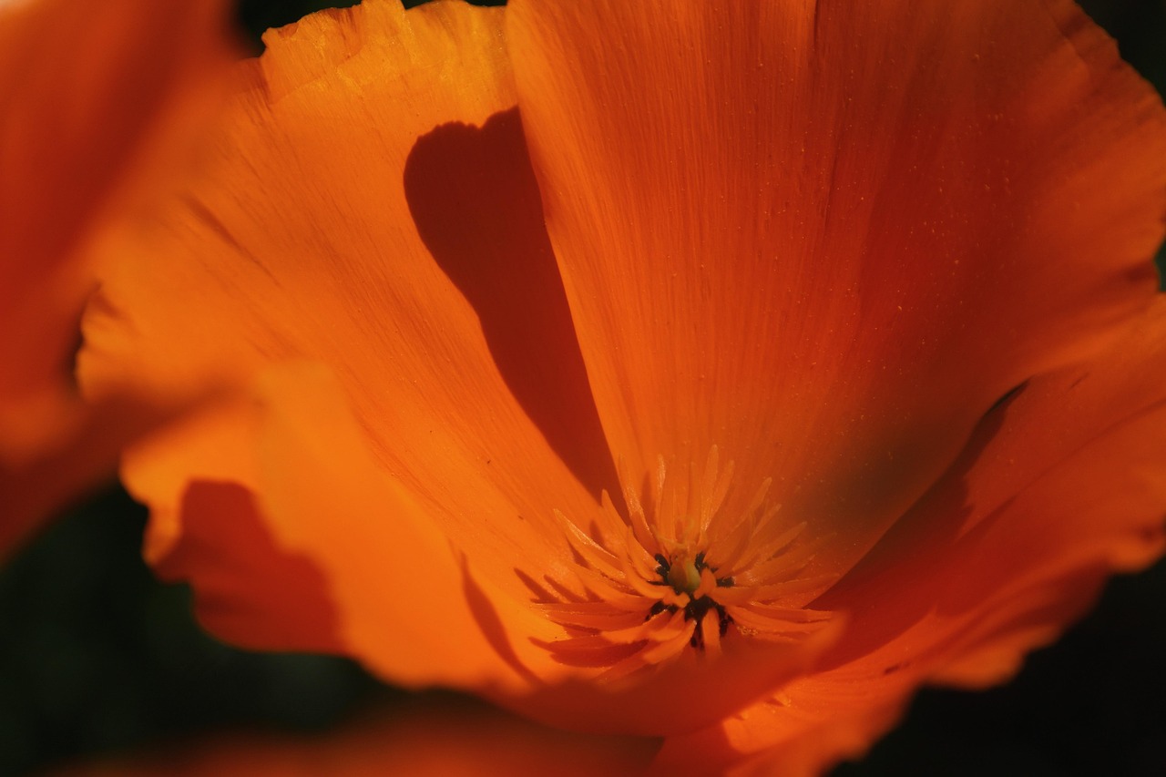 Poppies - free online jigsaw puzzle photo