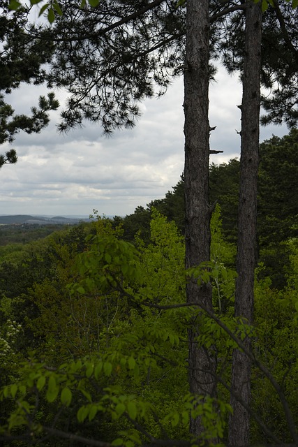 Free Pine Wood photo and picture