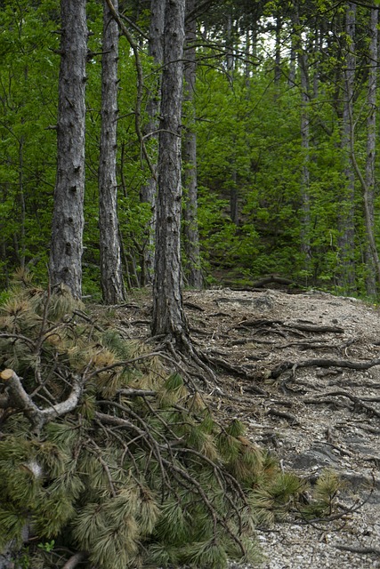 Free Pine Wood photo and picture