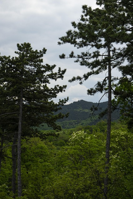 Free Pine Wood photo and picture