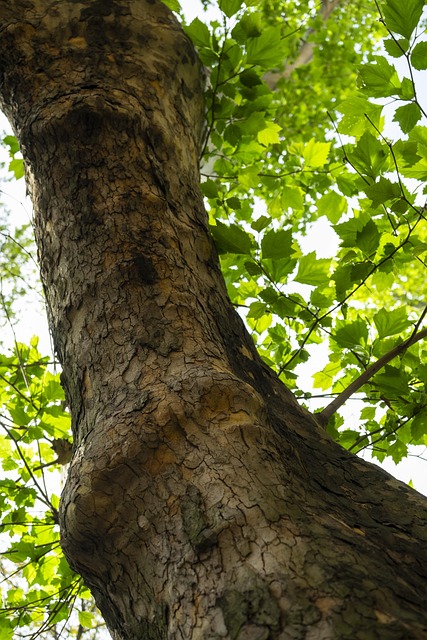 Free Trees Leaves photo and picture