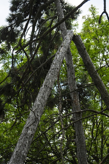 Free Pine Wood photo and picture