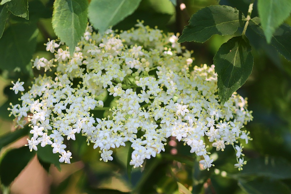Holunder Holunderblüten Weiß - Kostenloses Foto auf Pixabay