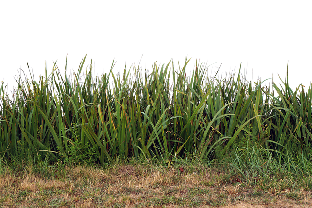 Free nature grass plant illustration