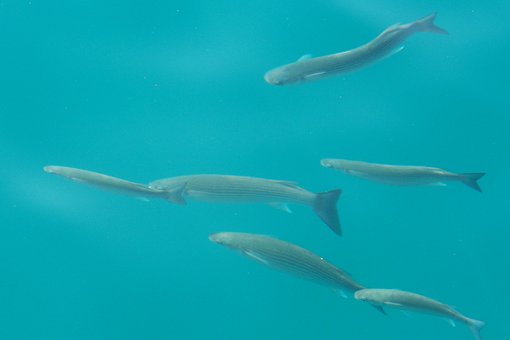 Free The Fish That photo and picture