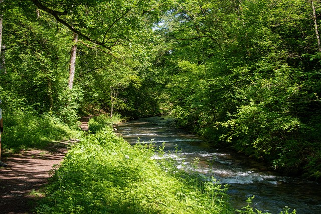 Free River Forest photo and picture