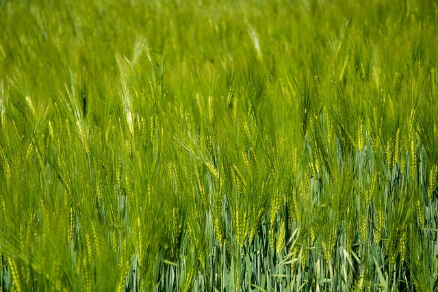 Free Wheat Field photo and picture