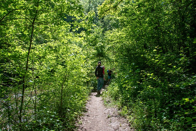 Free Forest Trees photo and picture
