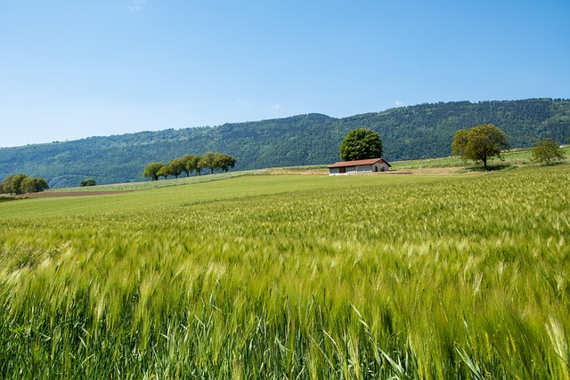 Free Wheat Landscape photo and picture