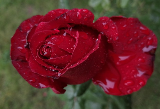 Free Rose Nature photo and picture