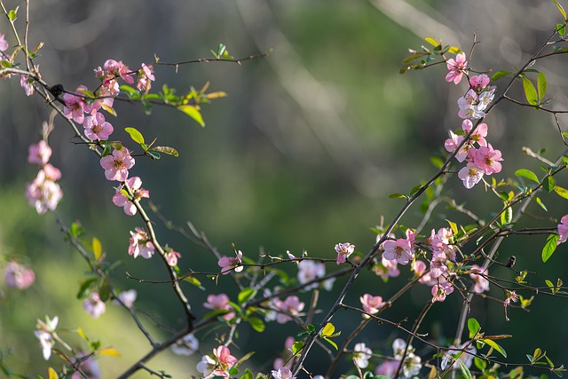 Free Spring Flowers photo and picture