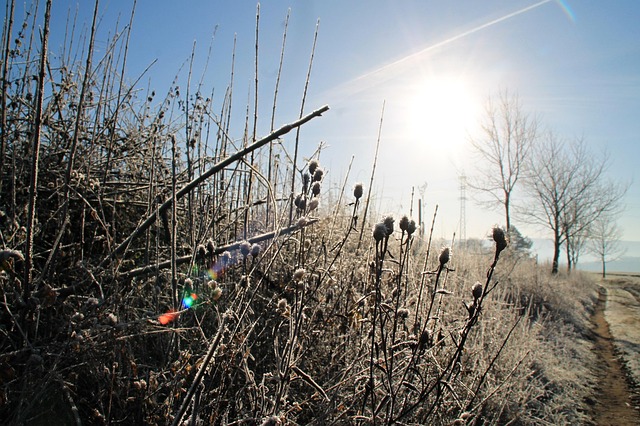 Winter, Frost, Feld, Natur, Land, Eis