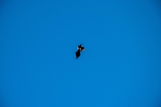 Free Bird Nest photo and picture