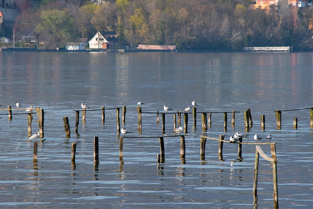 Free Bird Rest photo and picture