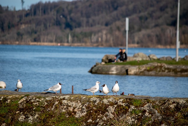 Free Bird Resting photo and picture