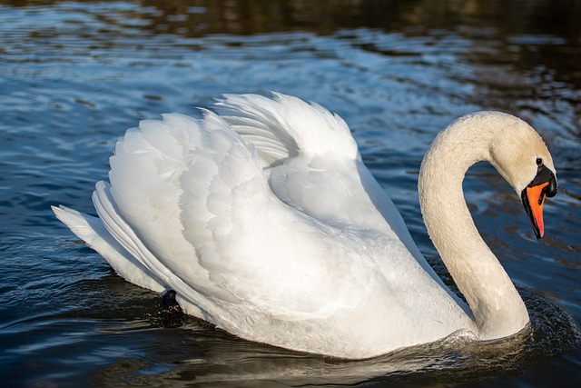 Free Swan Lake photo and picture
