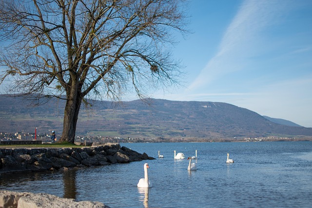 Free Swans Lake photo and picture