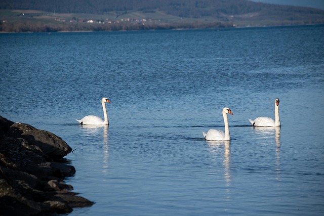 Free Swans White photo and picture