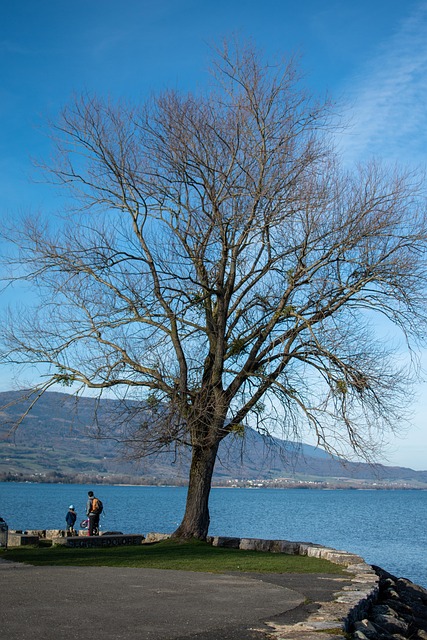 Free Tree Lake photo and picture