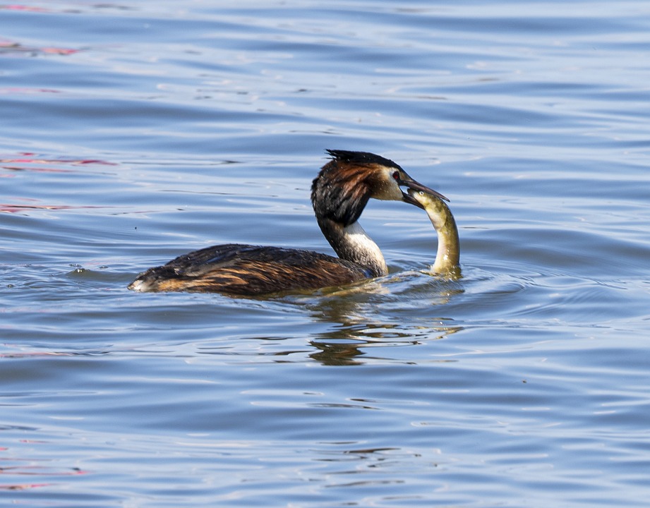Canard Anguille Lac Photo gratuite sur Pixabay