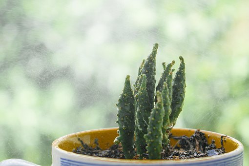 Free Succulent Cactus photo and picture