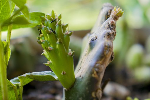 Free Succulent Cactus photo and picture