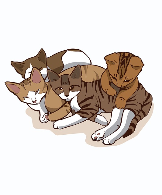 Kat, Killinger, Kæledyr, Sød, Dyr