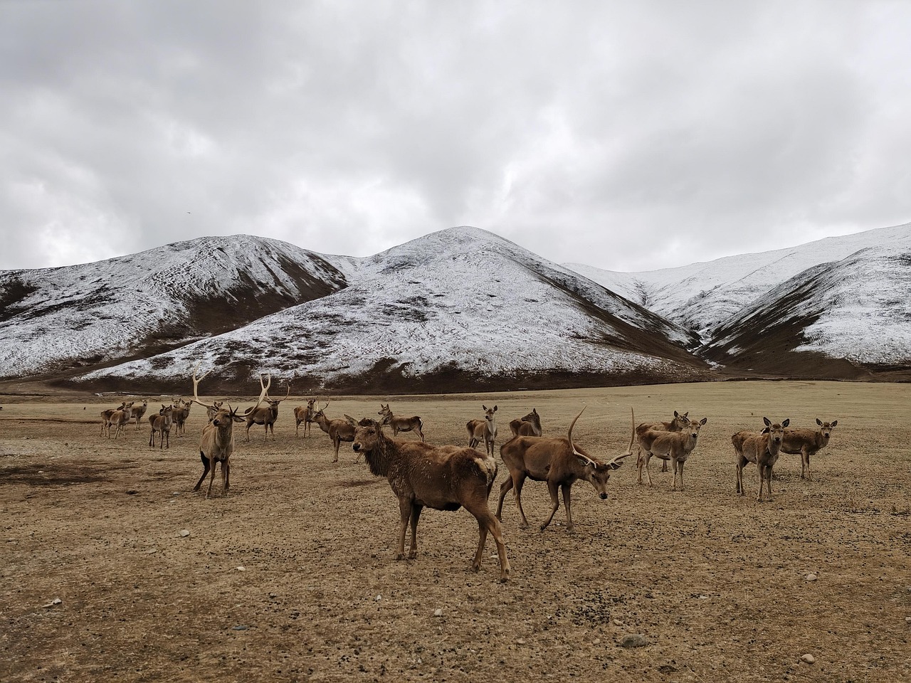Dear Ranch Deer Ranch Snow Mountain - Free photo on Pixabay - Pixabay