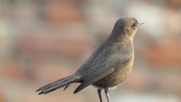 87 Gambar Burung Bulbul Terbaru