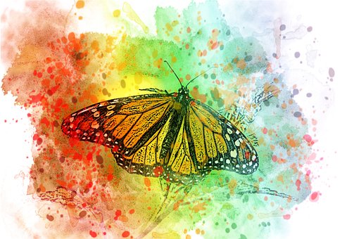 Free Butterfly Butter photo and picture