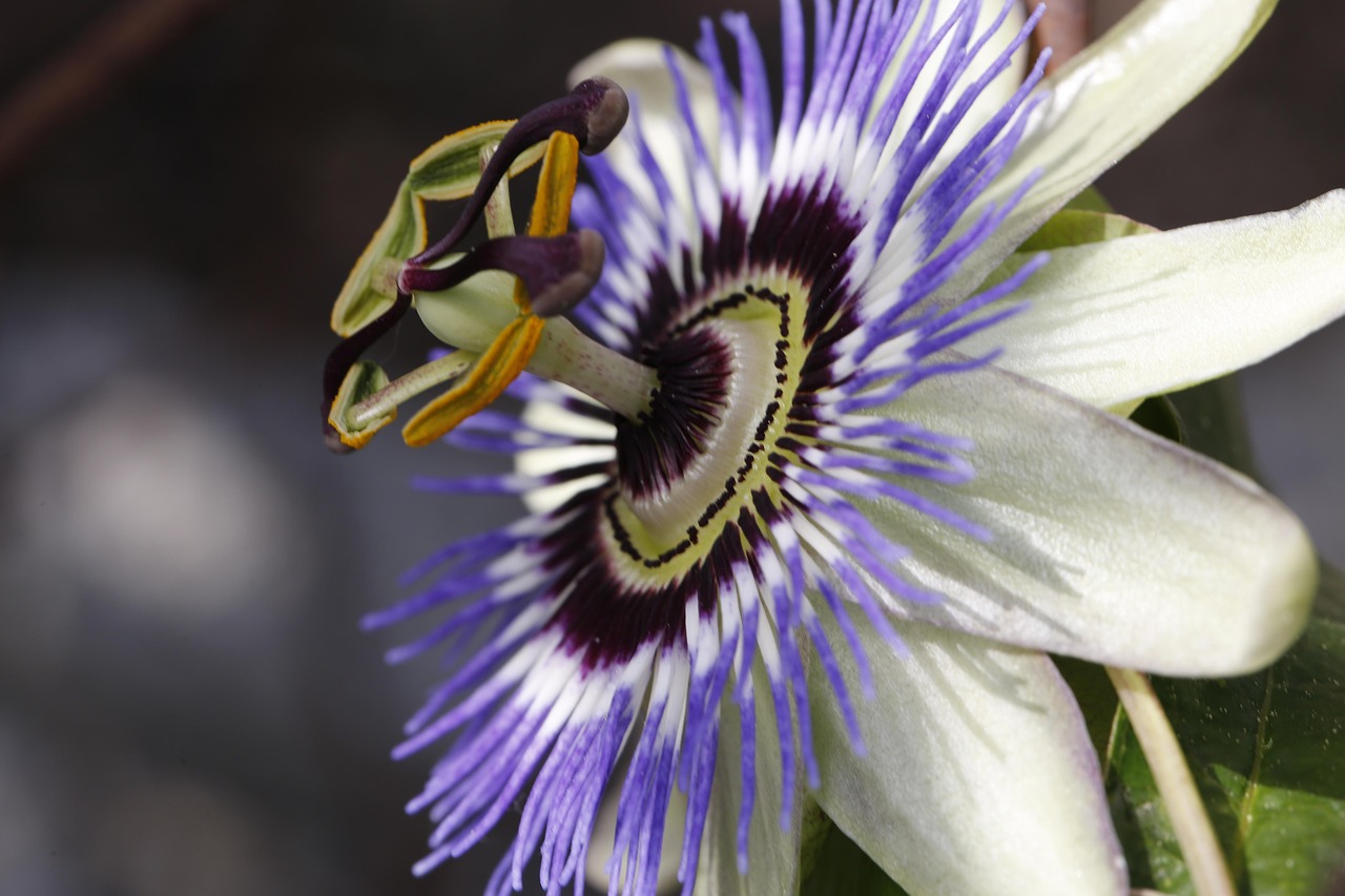 Passion Flower - free online jigsaw puzzle photo