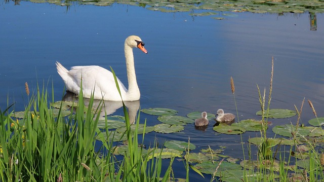 Vogel, Natuur, Zwaan, Lente, Water