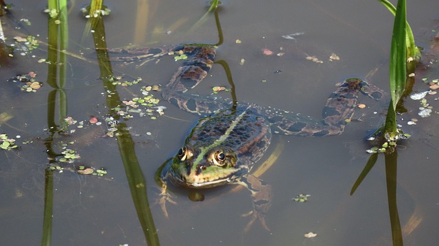 Kikker, Natuur, Groente, Amfibie
