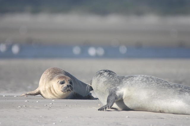 Free Seals Marine photo and picture