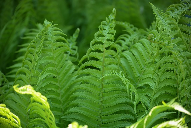 Free Fern Sheet photo and picture